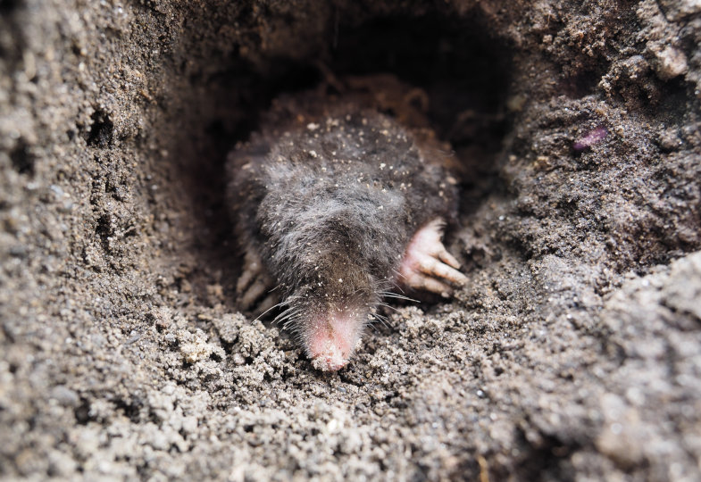Ein Maulwurf gräbt in der Erde