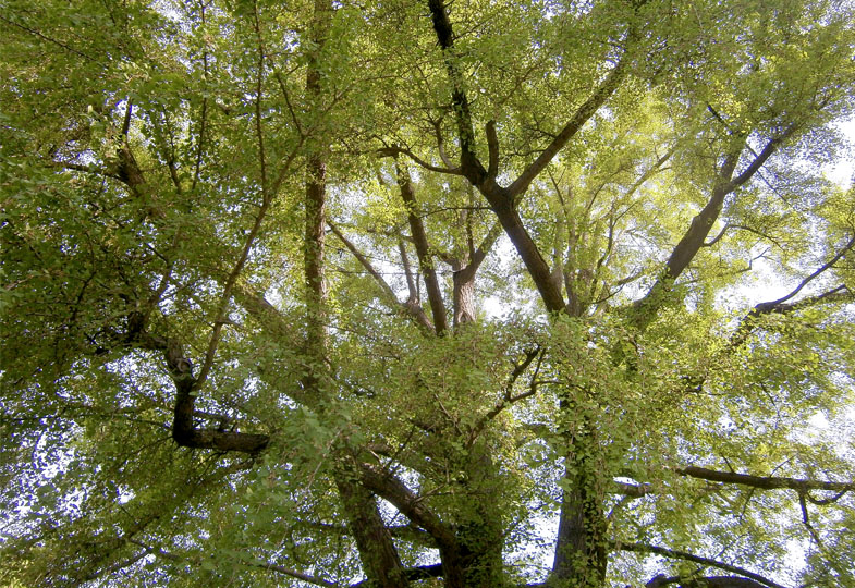 Ein wichtiger Baum