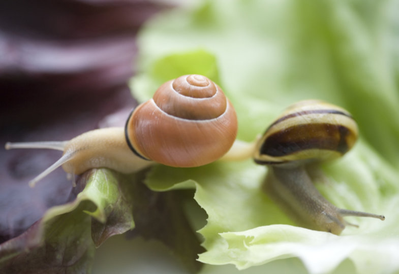 Eine Schnecke kommt selten allein