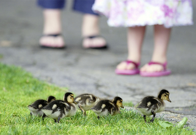 In Kontakt mit Tieren und Pflanzen: Kindern Naturerfahrungen ermöglichen