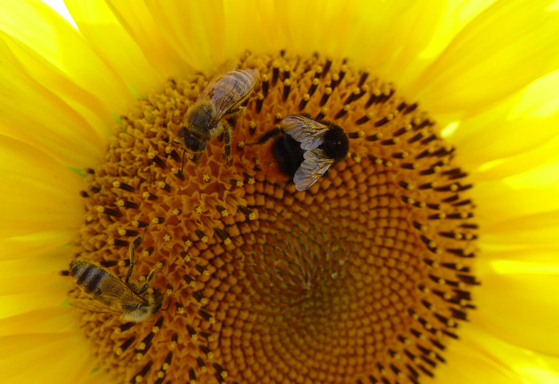 Stück für Stück zum Bienenglück. Das Außengelände einer Kita wird zum Lebensraum für Insekten