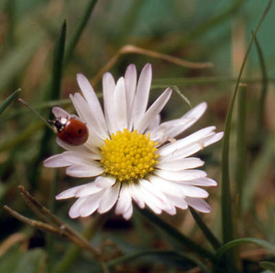 auch-blumen-schlafen-gaensebluemchenuhr