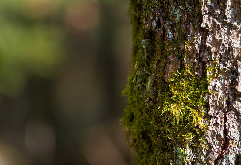 Baum-Steckbrief und Wurmkiste