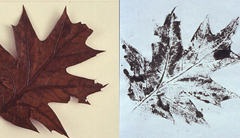 Baumringe und Blättergerippe: Rubbelbilder aus dem Wald
