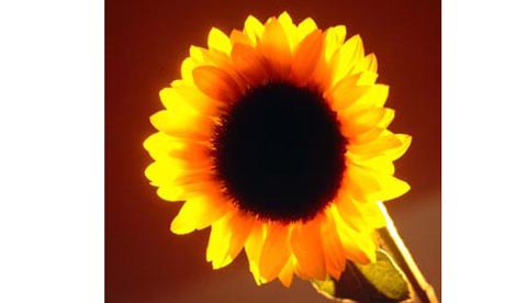 Gute Laune aus der Natur: Sonnenblumengesichter 