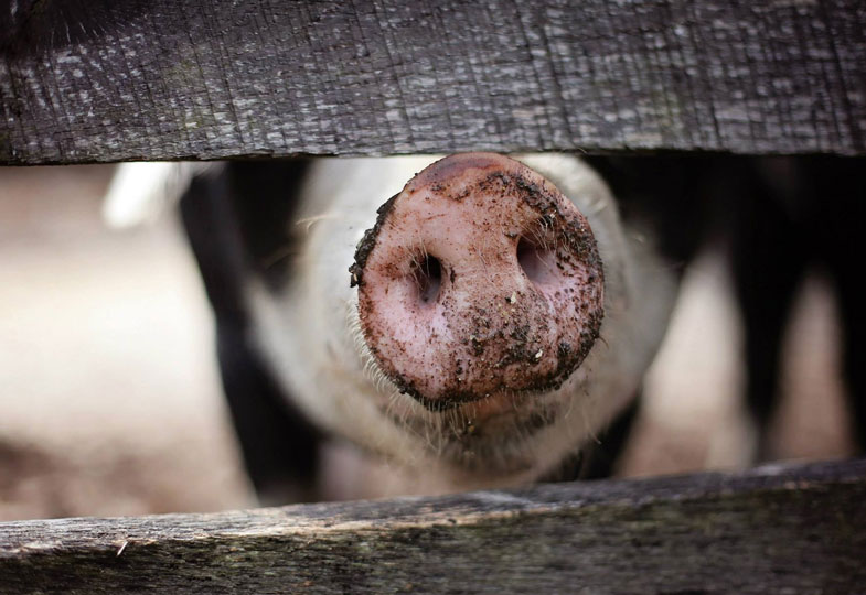 Ich will keine Tiere essen