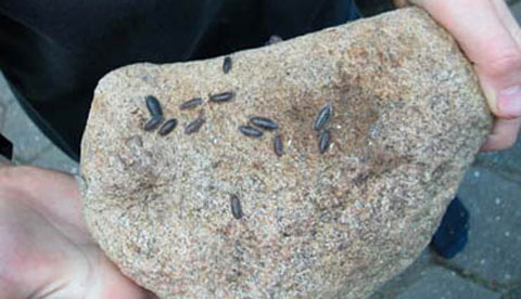 Kleine Krabbler aus Steinen : Käferrennen