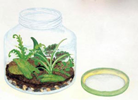 In einem Glas mit Deckel wachsen kleine Pflanzen.