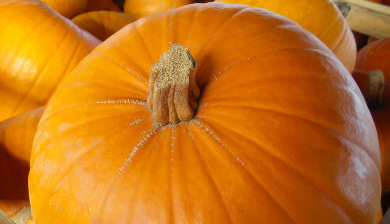 Mit Kürbis und Kartoffel durch die goldene Jahreszeit: So gut schmeckt der Herbst! 