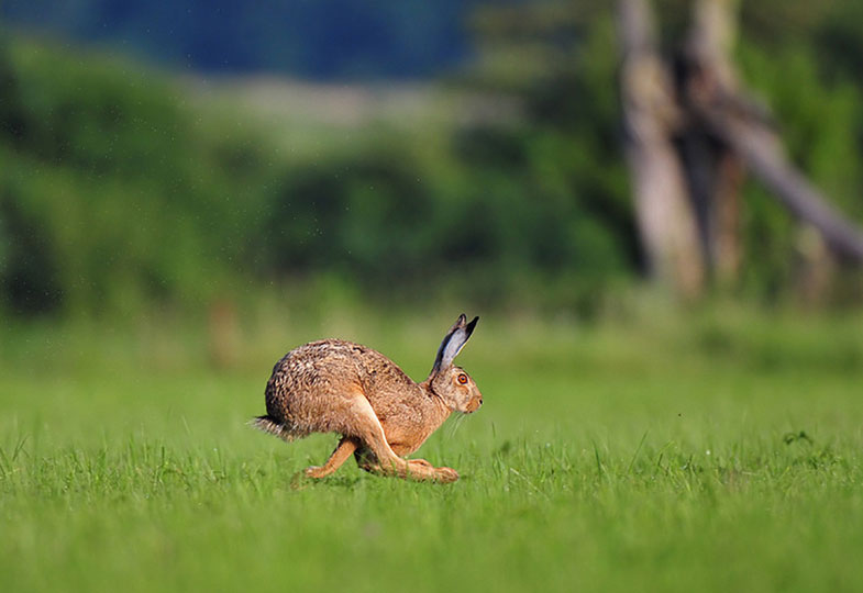 Mein Name ist Hase