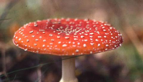 pilze-erforschen-sporen-aus-dem-hut