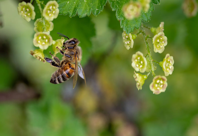 Schutz der Artenvielfalt: Nisthilfen für Wildbienen im eigenen Garten bauen