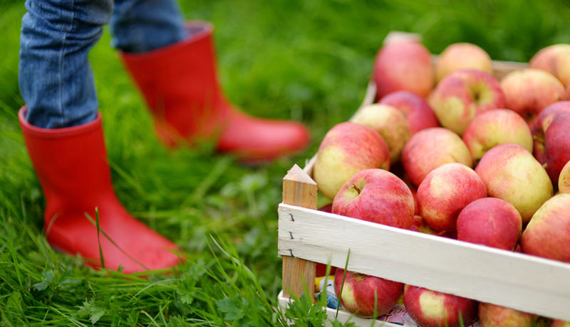 Wir feiern Erntedank: Basteln, kochen, spielen rund um Kartoffeln und Äpfel