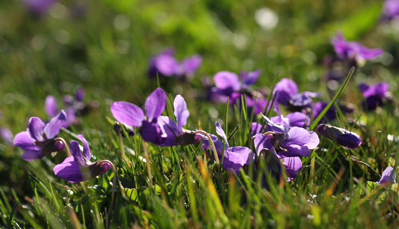 Zarte Blüten zum Basteln und Naschen: Wir begrüßen die ersten Veilchen