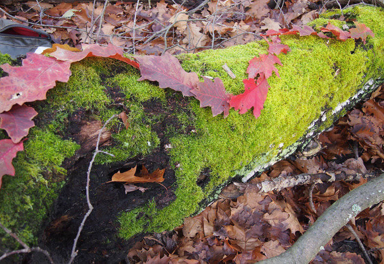 Abenteuer im Herbstwald