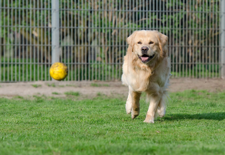 Auf den Hund gekommen