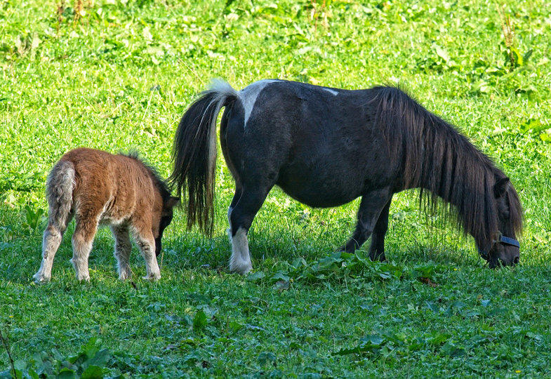 Die Natur vor der Tür