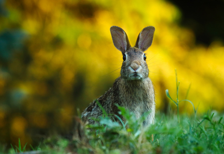 Ein Hase zum Fühlen