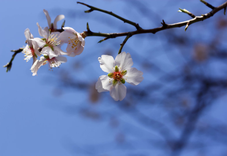 Eine kleine Blüte