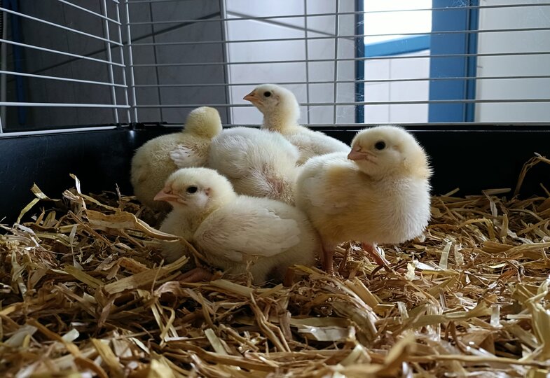 Fünf kleine Küken sitzen im Stroh in einem Käfig.