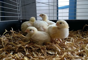 Fünf kleine Küken sitzen im Stroh in einem Käfig.