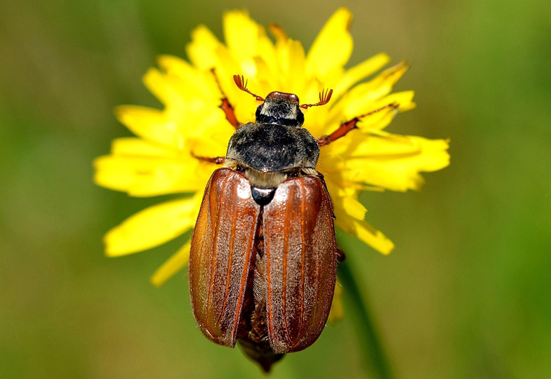 Maikäfer flieg