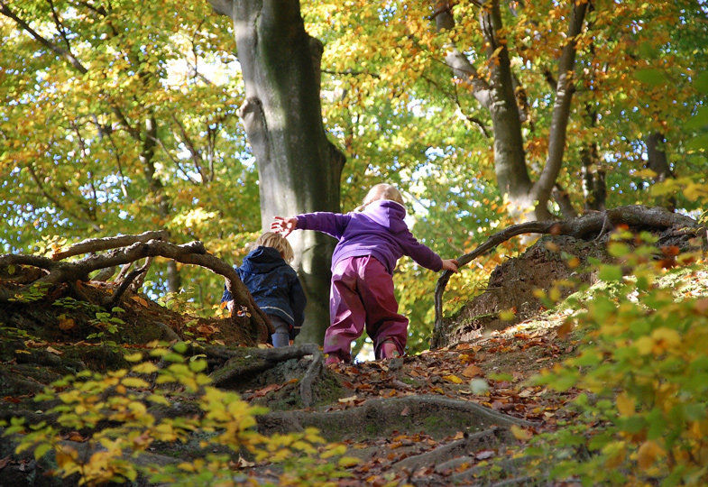 Mein Freund, der Wald