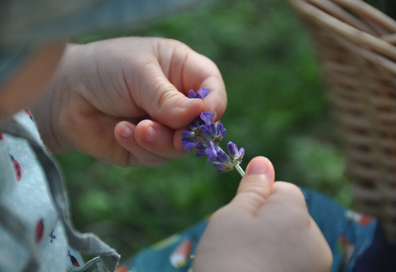 Kinderhände, die einen Blütenstängel Lavendel halten.