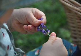 Kinderhände, die einen Blütenstängel Lavendel halten.