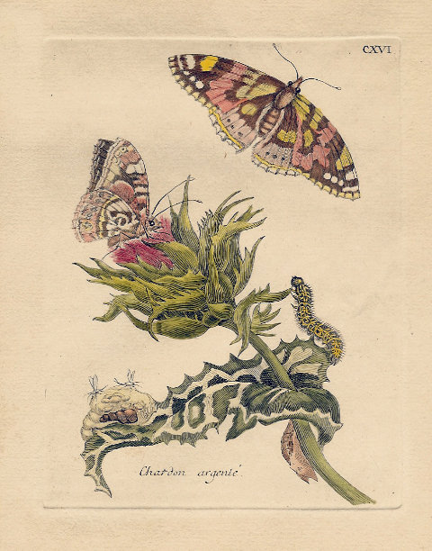 Maria Sibylla Merian, CXVI - Chardon argente