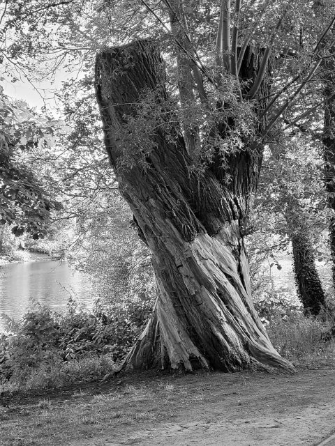 Wie ein Baum - Andacht zum Pfarrkonvent