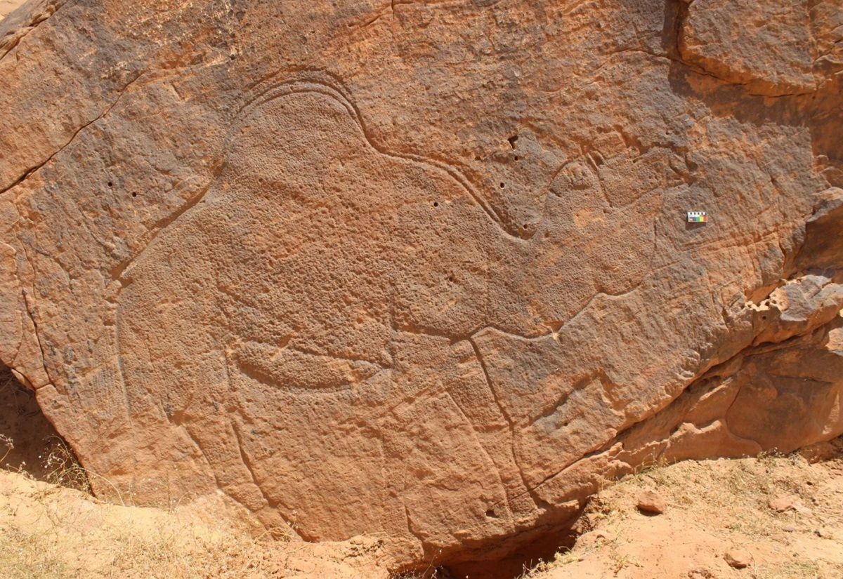 12.000 Jahre alte monumentale Kamel-Felskunst diente als uralter „Wegweiser” zu Wasserquellen