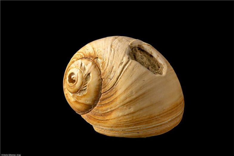 Magdalénien, perforierte Muschelschale Bellegarde