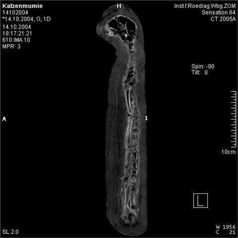 CT-Aufnahme der Katzenmumie.