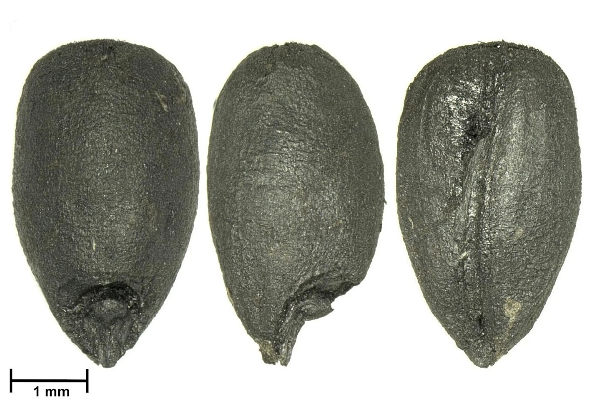 Drei dunkelgraue, ovale Objekte mit glatter, leicht glänzender Oberfläche liegen nebeneinander auf weißem Hintergrund. Jedes Objekt zeigt eine unterschiedliche Ansicht: von vorne, von der Seite und von hinten. Am unteren Rand ist eine schwarze Maßstabsleiste mit der Beschriftung '1 mm' zu sehen.