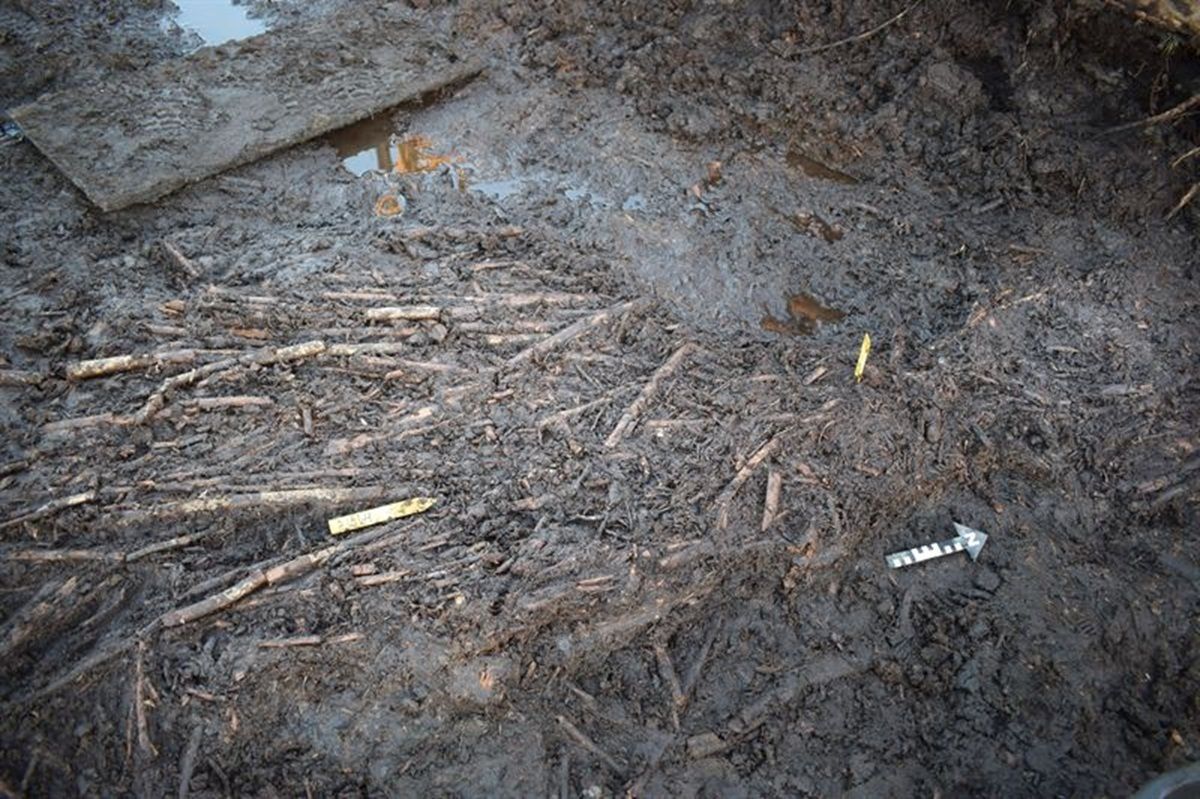 Teilweise freigelegte Weidenzweige im Moorboden mit Markierungsstäben und Maßstabspfeil.