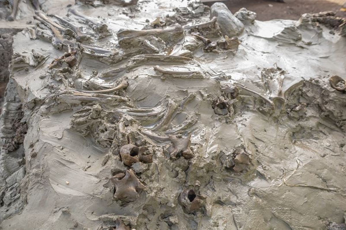 In einem schlammigen, moorigen Untergrund sind zahlreiche alte Knochen sichtbar, die teilweise noch miteinander verbunden sind. Die Knochen sind von Erde und Schlamm umgeben und wirken teilweise zerfallen. Die Szene zeigt eine archäologische Ausgrabungsstätte mit Skelettresten, die in den Boden eingebettet sind.