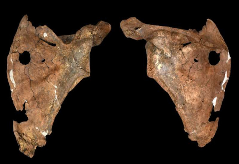 Archäologen rekonstruieren tödliche Verletzung eines Neandertalers aus Kurdistan