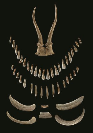 Ein großer Teil des 1934 geborgenen Schmucks: Tierzähne, Zungenbein und Rehgeweih bilden ein außergewöhnliches Ensemble.