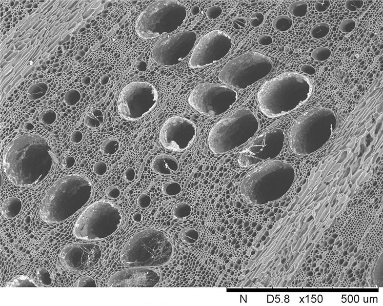 Querschnitt von Eichenlaubholz aus einem Grab der „Olmo Bello“ Nekropole, aufgenommen mit dem Rasterelektronenmikroskop (REM); Seesedimente mit einer „Varve“-Struktur und darin enthaltene Alge (s.g. Pennate Kieselalge)
