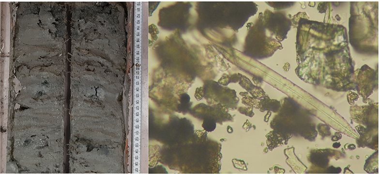Querschnitt von Eichenlaubholz aus einem Grab der „Olmo Bello“ Nekropole, aufgenommen mit dem Rasterelektronenmikroskop (REM); Seesedimente mit einer „Varve“-Struktur und darin enthaltene Alge (s.g. Pennate Kieselalge)