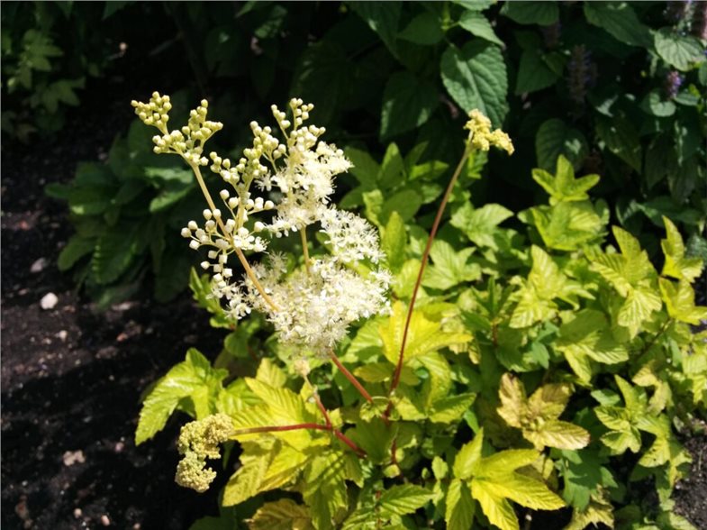 Met nach Hochdorf-Art