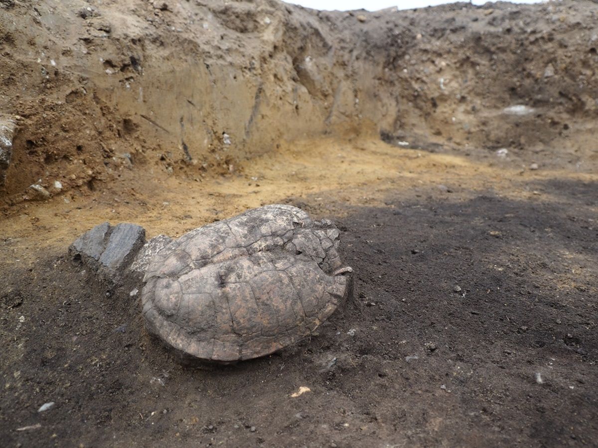 Der Panzer der Sumpfschildkröte in situ