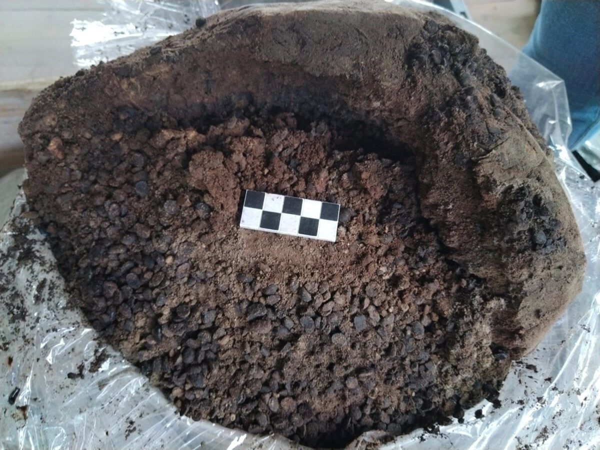 Großer, unregelmäßig geformter, erdiger Klumpen mit vielen kleinen, runden, dunklen Körnern und einem schwarz-weißen Messraster in der Mitte.