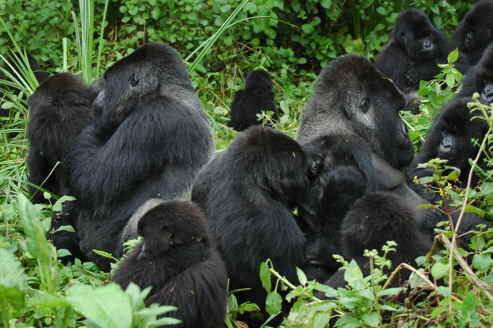 Berggorillas im Bwindi National Park bei der Fellpflege, eine Gruppe mit mehreren Silberrücken, wie es sie nur bei Berggorillas gibt. Sie haben ähnlich wie der moderne Mensch und Bonobos von ausgestorbenen Gruppen Gene erhalten hat, die noch heute in unserem Erbgut zu finden sind.
