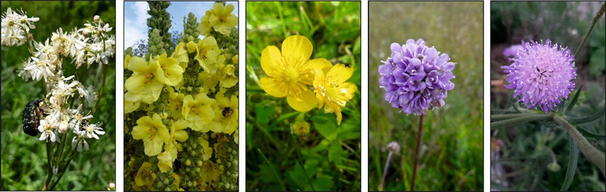 Fünf nebeneinander angeordnete Nahaufnahmen zeigen verschiedene Blütenpflanzen. Die erste Pflanze trägt kleine, cremeweiße Blüten in dichten Dolden und wird von einem dunklen Insekt besucht. Die zweite Pflanze hat zahlreiche gelbe Blüten mit fünf Blütenblättern, die an einem aufrechten Stängel sitzen. Die dritte Pflanze zeigt zwei leuchtend gelbe Blüten mit fünf abgerundeten Blütenblättern, die von grünen Blättern umgeben sind. Die vierte Pflanze präsentiert eine kugelförmige, violette Blüte mit vielen kleinen Einzelblüten auf einem langen Stiel vor grünem Hintergrund. Die fünfte Pflanze sieht der vierten ähnlich.