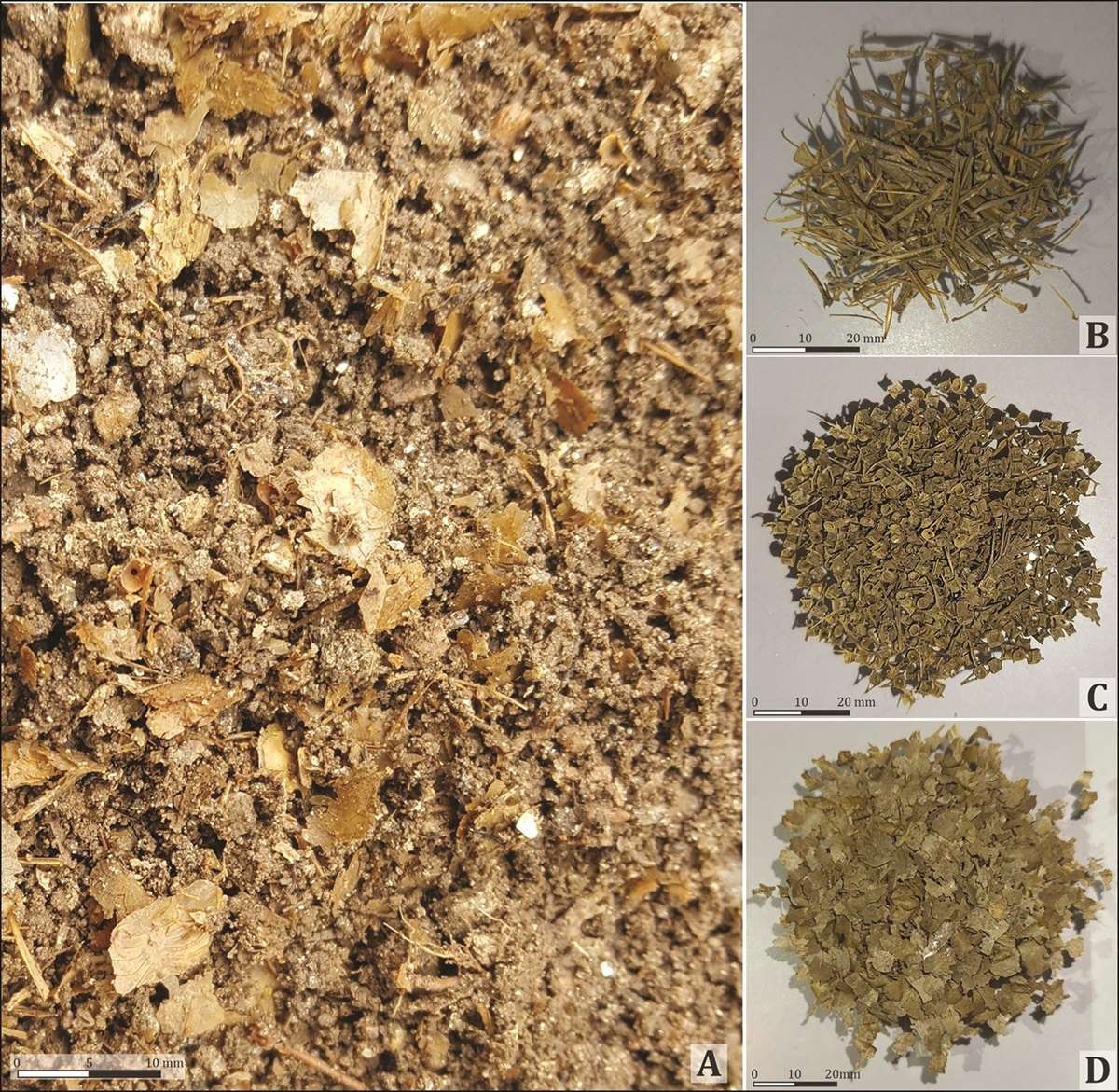 Links, Großaufnahme von Fischresten aus einem Salzbecken. Rechts jeweils ein separater Haufen Fischstacheln, Fischwirbel sowie Fischschuppen
