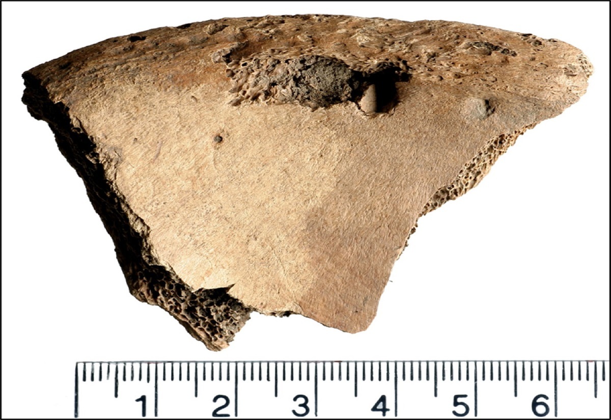 Bissspur an einem Knochenfragment vom Gladiatorenfriedhof in York