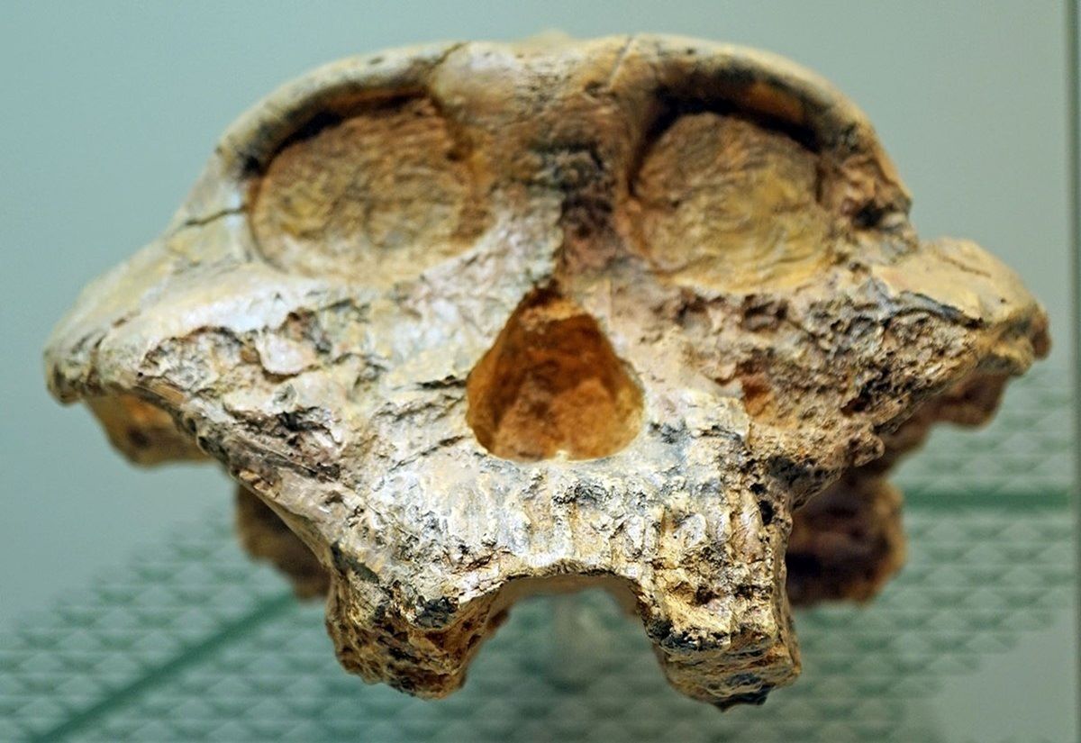 Schädel von Paranthropus robustus