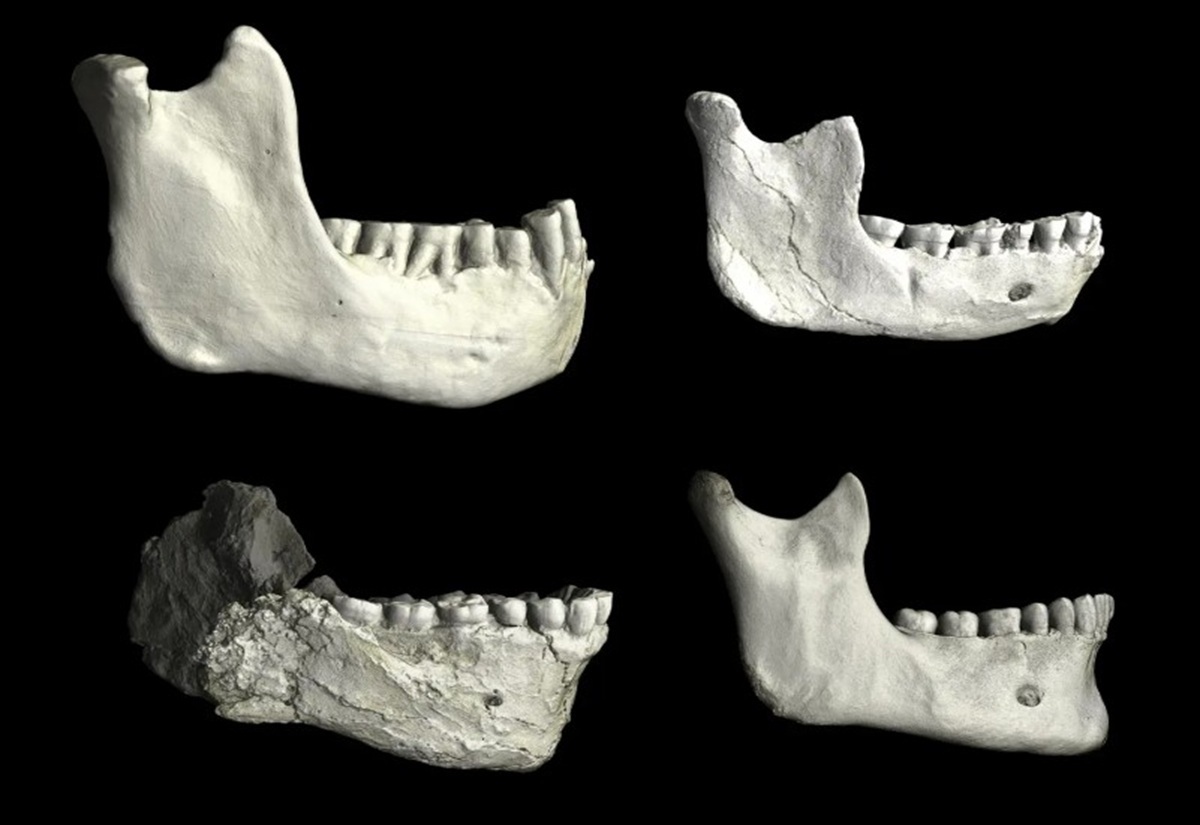 Vier fossile Unterkieferknochen mit Zähnen vor schwarzem Hintergrund.